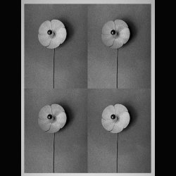 OLIVIER MOURGUE FLOWER . WALL LAMP 